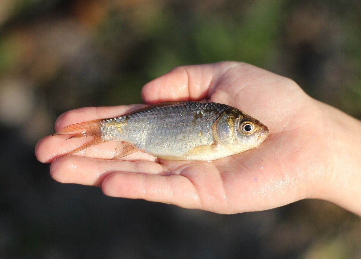 Мелкая речная рыба в духовке в фольге — вкусно и просто