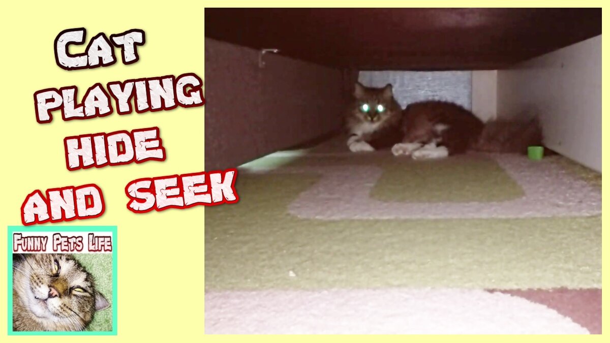 Спрятанная кошка. Кошка играет в прятки. Кот прячется за занавеской. Собака прячется. Кошка играет в прятки.