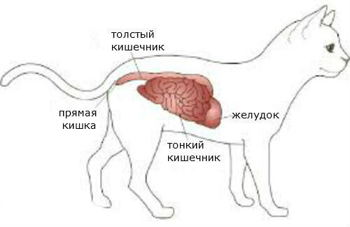 Дисбактериоз у кошек и собак