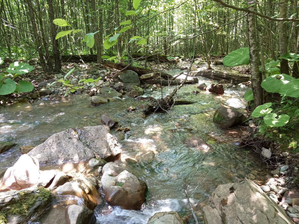 Необыкновенно живописная местность. Такую реку я вижу впервые, наш проводник называл её Макекуа, хотя на картах она вообще никак не обозначена или обозначена как Аапста. Она течет среди леса, между деревьев среди больших камней. По берегам ее растут те же здоровенные лопухи растения, похожего на мать-и-мачеху. Травы мало, в основном поросль молодых деревцов. Здесь можно сидеть часами и наблюдать за течением воды во всех этих переливах между камнями. 