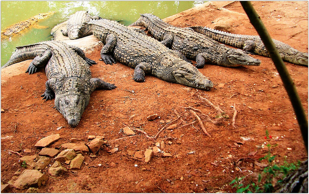 Крокодил живет в африке. Малагасийский Нильский крокодил. Крокодилья ферма Африка. Крокодиловая ферма на Мадагаскаре. Мадагаскарский крокодил.