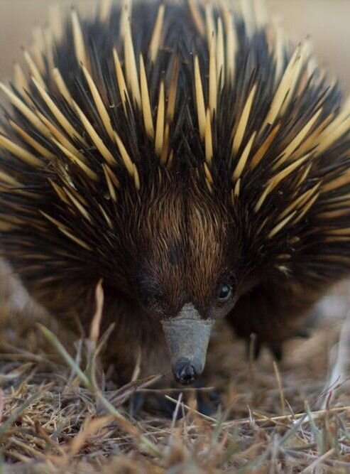 http://wild-diary.tumblr.com/post/143810409986/funkysafari-echidna-new-south-whales-by