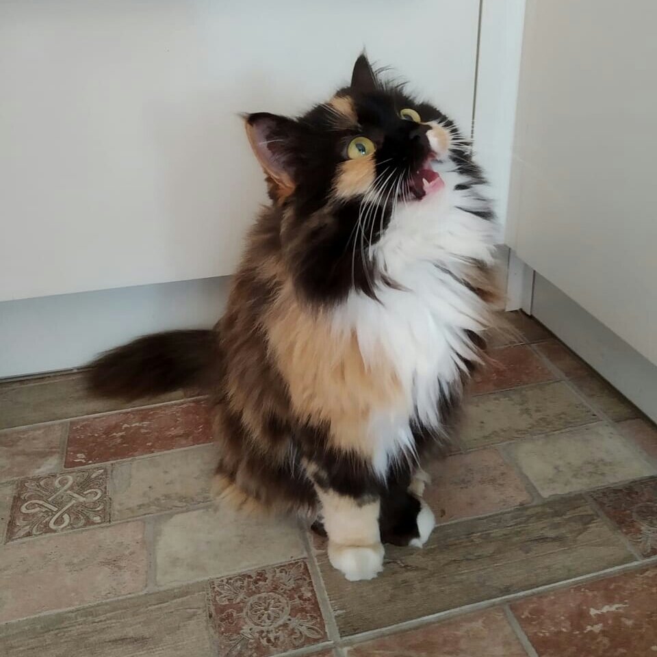 Кошка Алиса. Фото автора истории. 