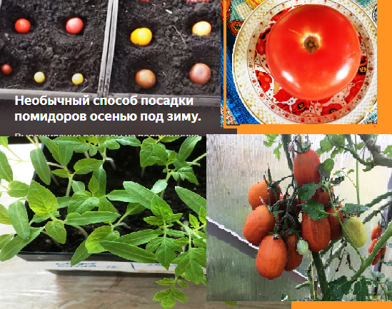 коллаж, в котором я использовала кусочек фото из чужой статьи ( и название чужой статьи - прошлогодней)