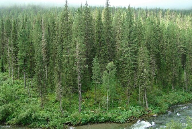 Фото "Яндекс. Картинки" 