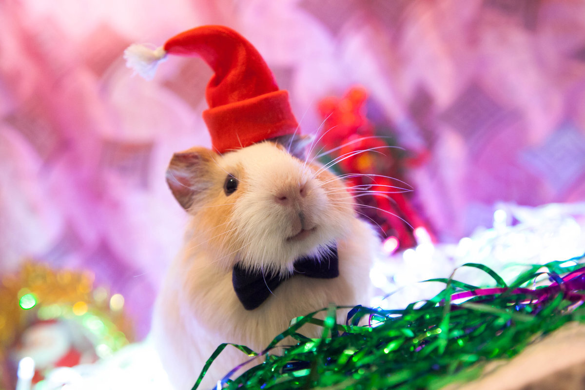 Виновница торжества