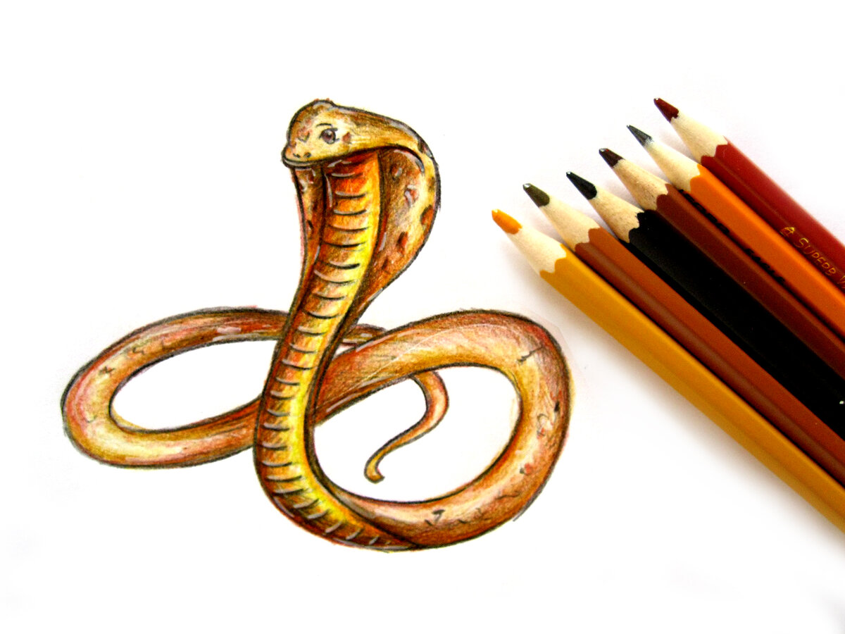Змея рисунок карандашом цветной