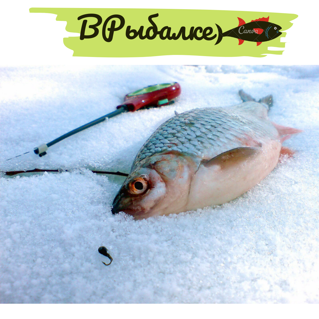 Фото: Яндекс картинки