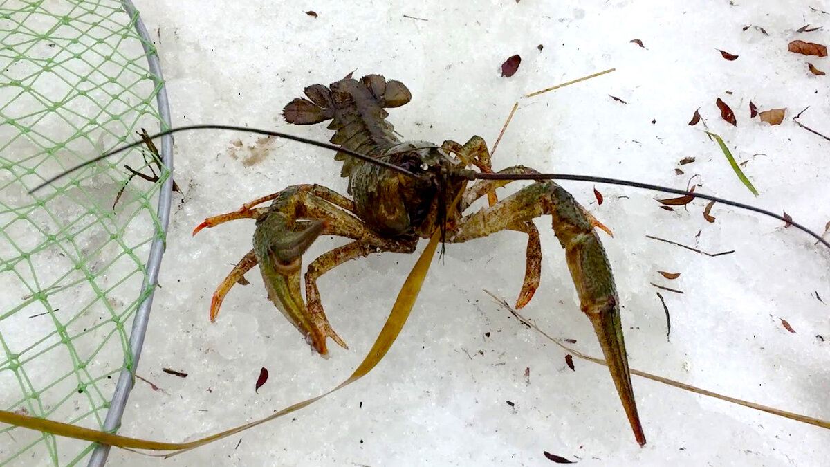 Зимний рак малоактивен, но продолжает хорошо ловиться