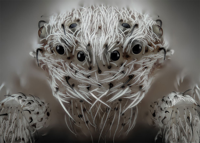 белый маленький паучок. источник https://www.boredpanda.com/nikon-small-world-best-microscope-photos-of-the-year-2019/