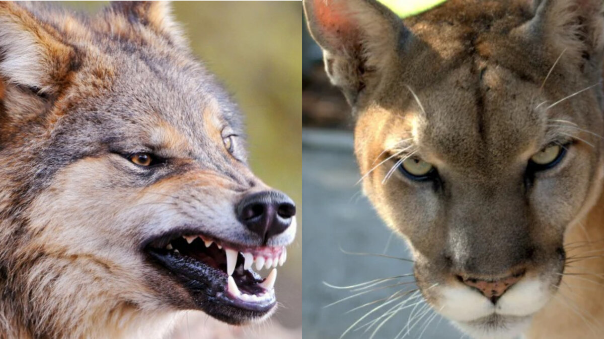 Источник: Google картинки YouTube канал ТОПы