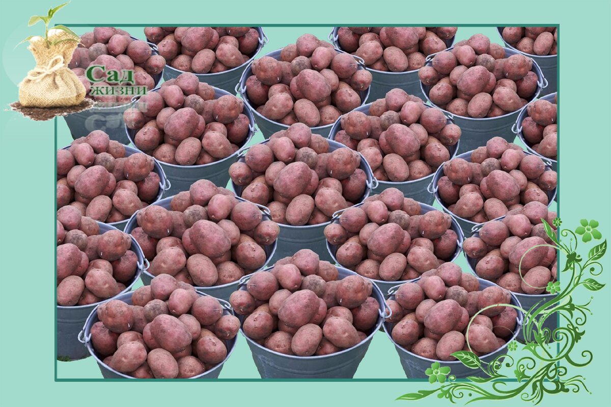 Сколько мерить в вёдрах?