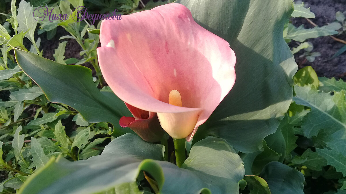 Каллы на моей даче