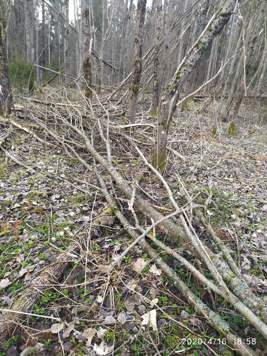 Вот стволики от урагана
