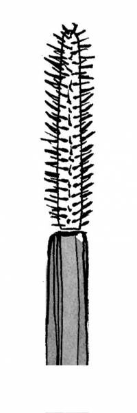 Прямая кисточка