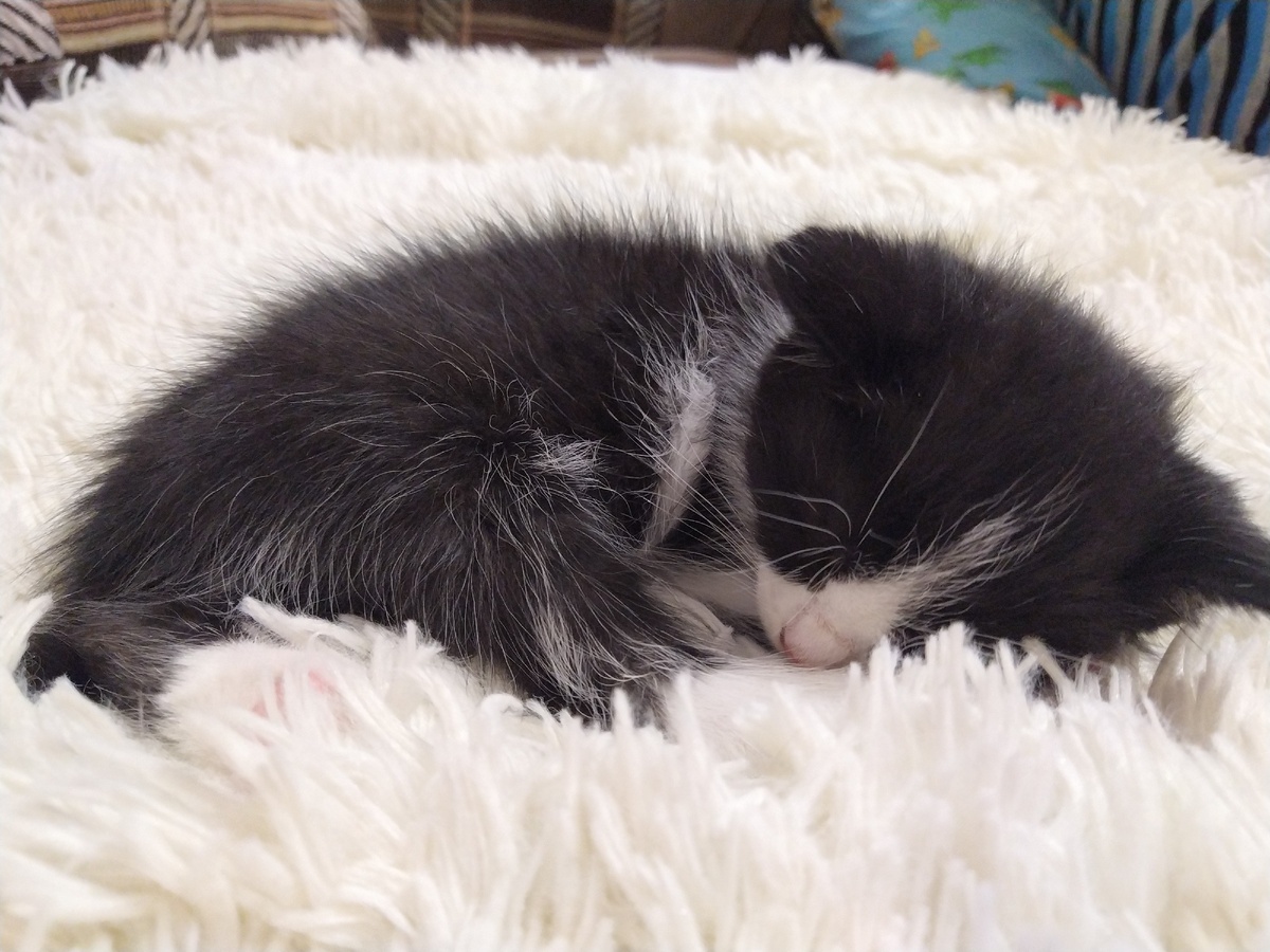 Это мой котенок! 