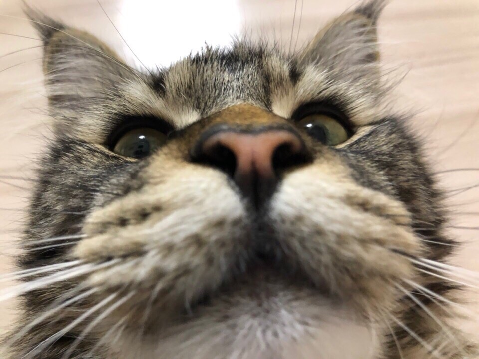 Наш богатырь Анубис.