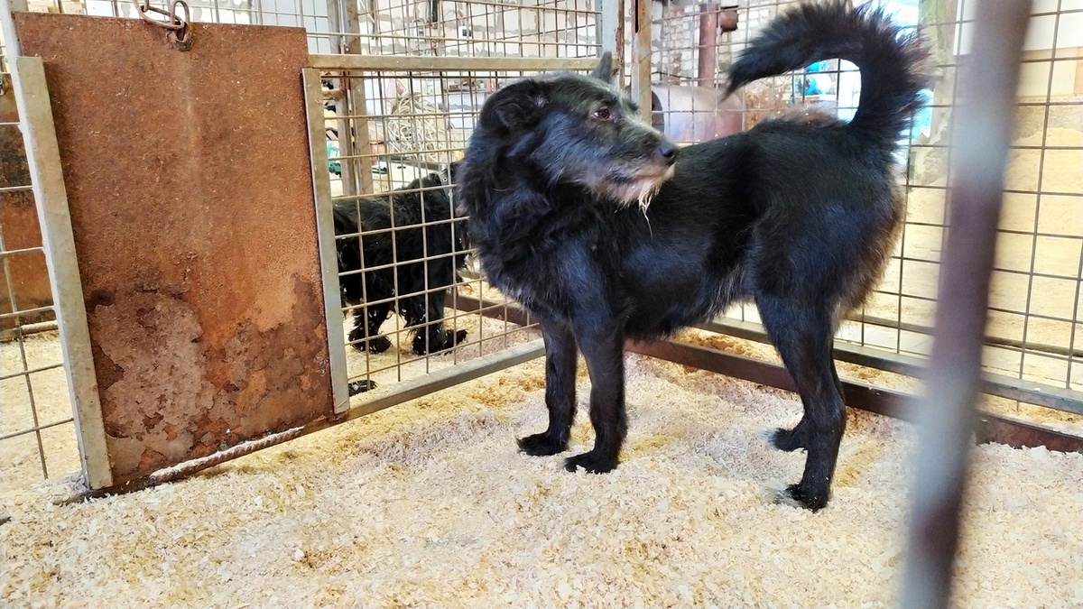 "3 июня был сдан анализ на гистологию, в результате которой была выявлена венерическая саркома. Был назначен курс химиотерапии. По завершению курса собака абсолютно здорова и в ближайшие дни заберут домой."