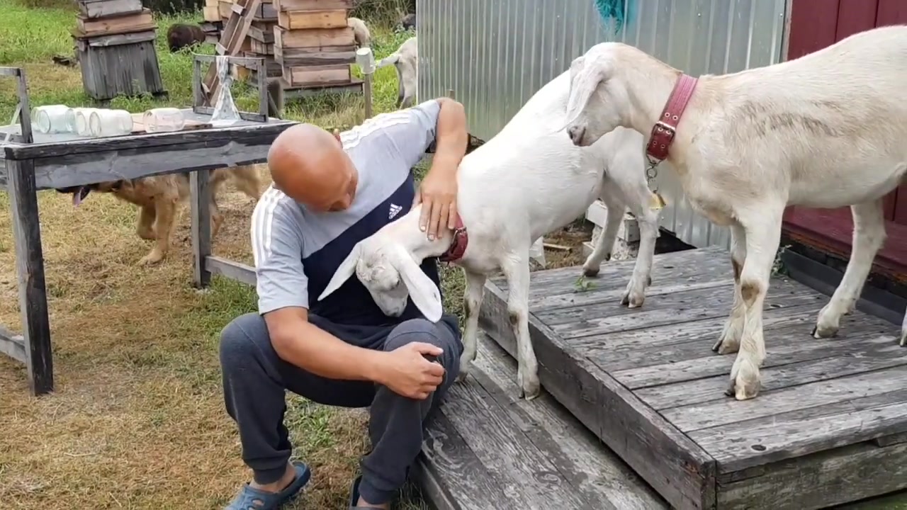 Черничный хутор на дзене последнее видео сегодня