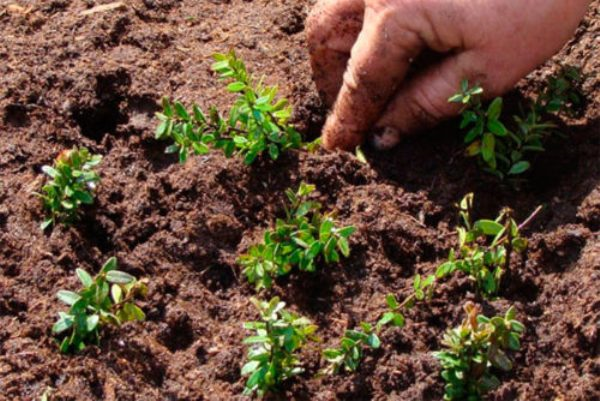 Подготовка грядки под клюкву