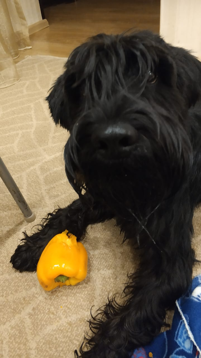 Собака в ожидании команды "Можно"