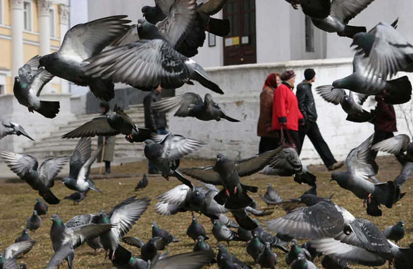 Картинки голуби в городе