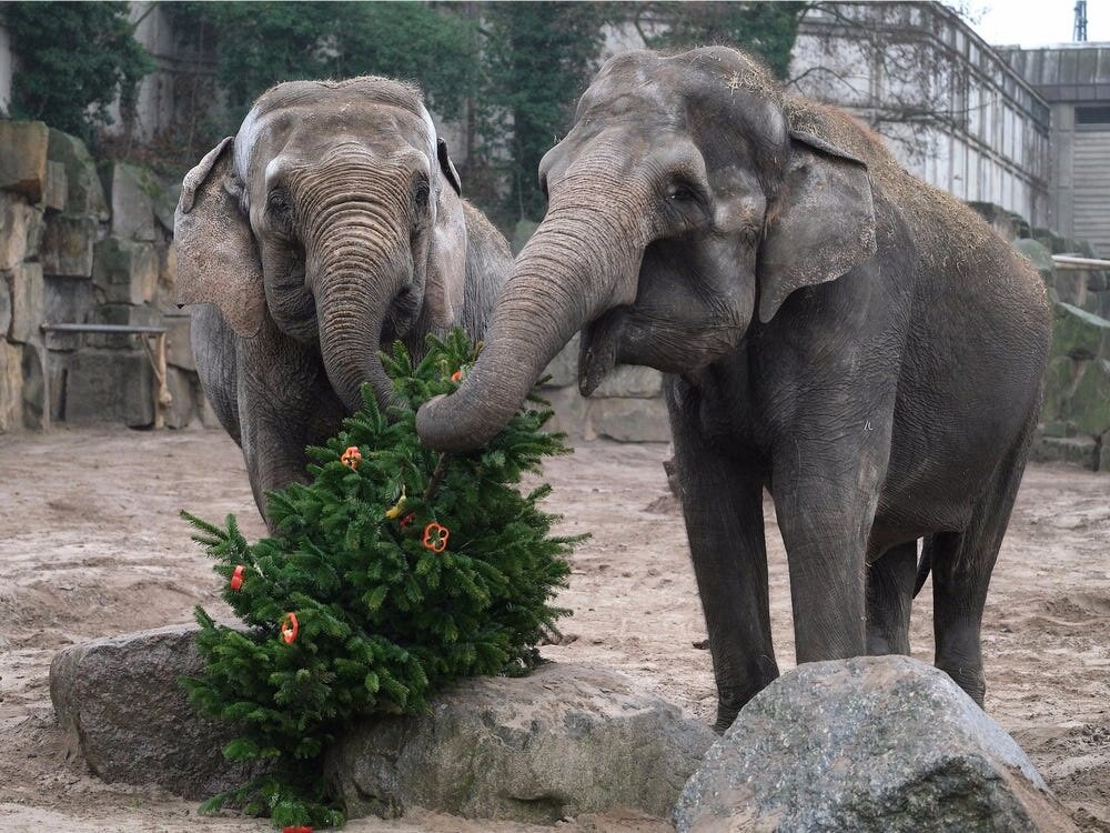 Азиатские слоны Луиза и Фрося поедают кусочки красной паприки, развешанные на рождественской елке (берлинский зоопарк Фридрихсфельде, 4 января 2019 года) (Источник: insider.com)
