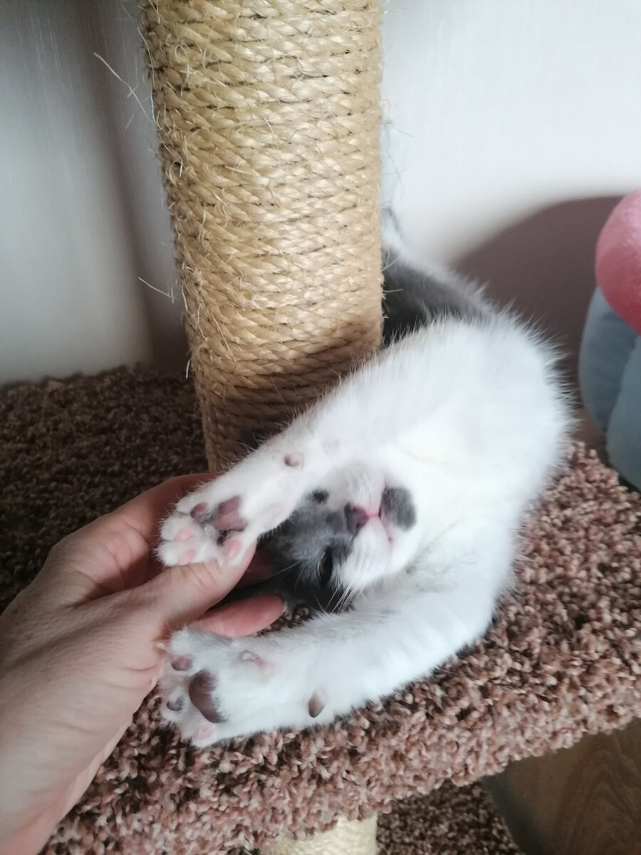 Я Шуня! Мой первый день дома.