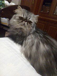 Персидский кот американского типа (экстремал)