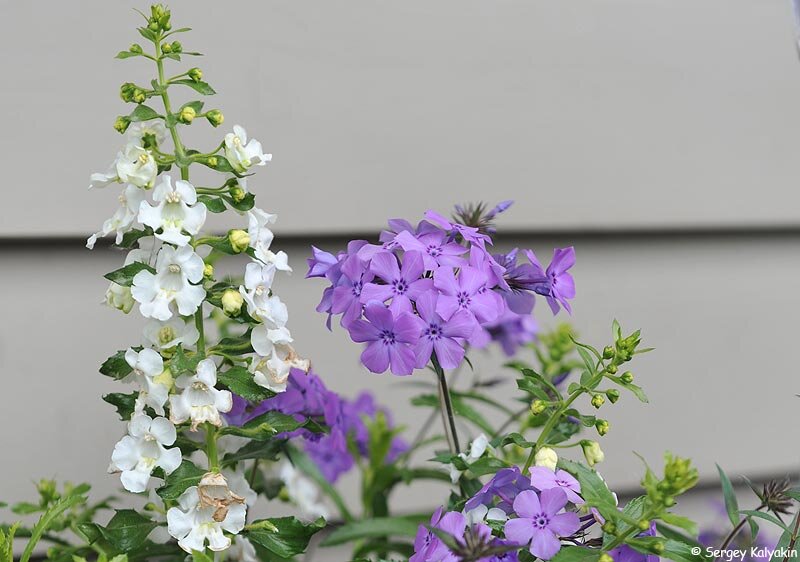 Ангелония Angelface White и флокс Друммонда Summerstars Lavender