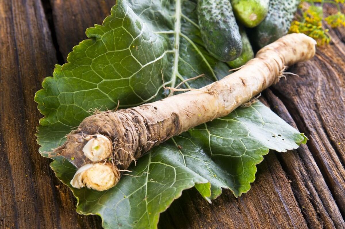 Корень хрена свежий. Хрен Horseradish. Корень хрена. Хрен растение. Хрен огородный.