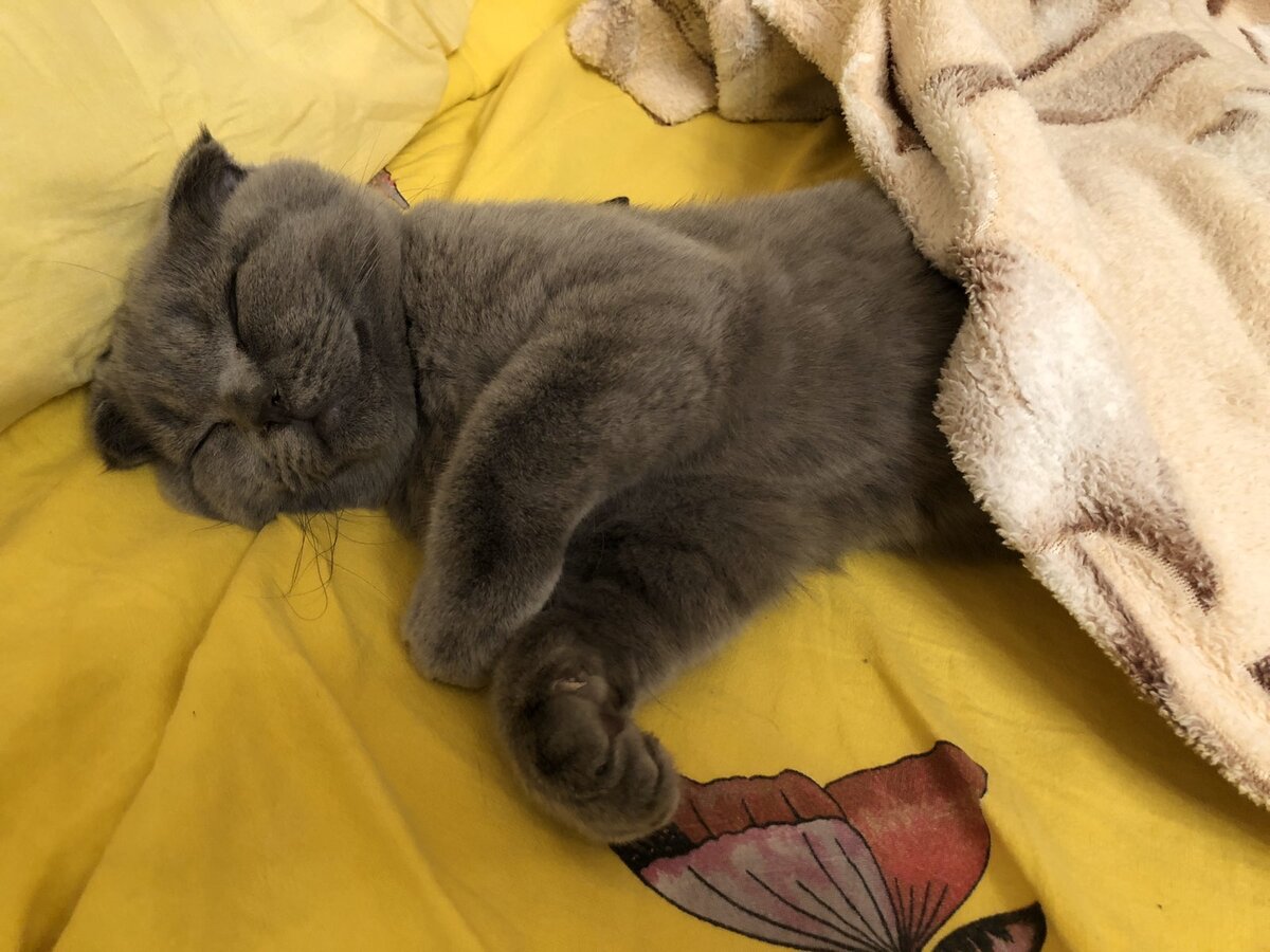 Сладкий сон - залог здоровья