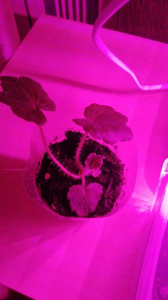 Фото автора. Астильбоидес. Возраст примерно 1,5 месяца