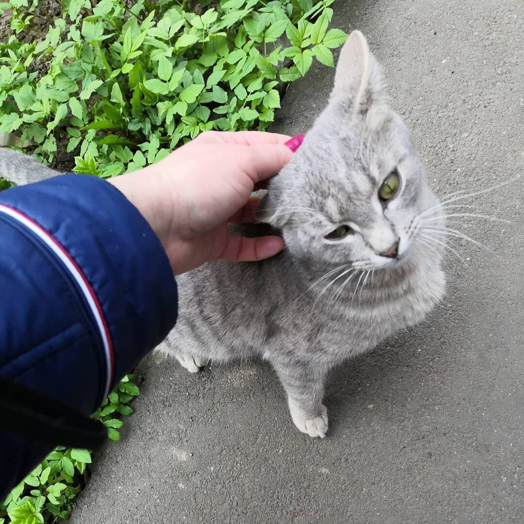 Тыгыдымский конь кот Смоки ищет дом! 🏡😸 Москва и МО | Кошки и собаки в  добрые руки! 🏡 | Дзен