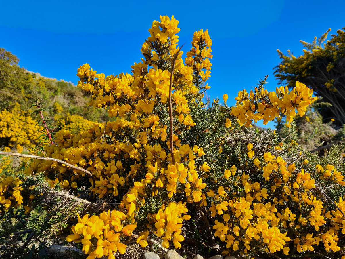 Кустарник "чакай"