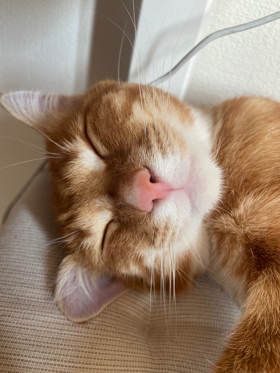 Когда нашел волшебную таблетку