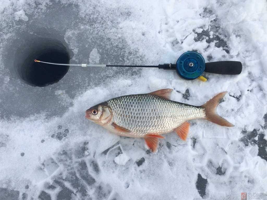 breedfish.ru