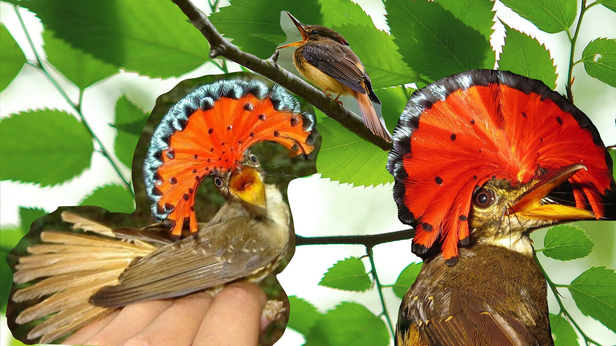 венценосный мухоед