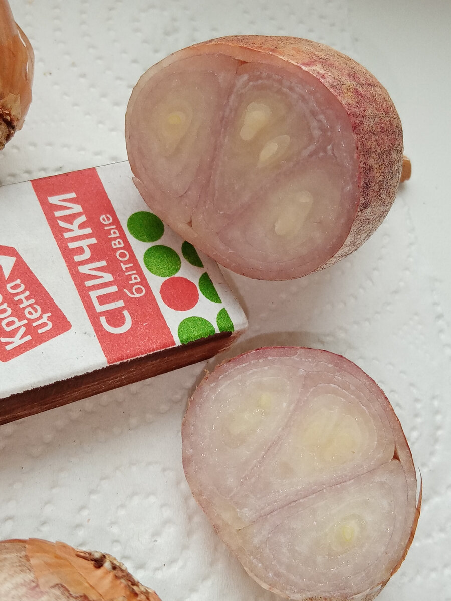 08.12.2021 г. Срез шалота Подзимний. Дольки ещё объединены сочной чешуей, такие луковицы удобно чистить.