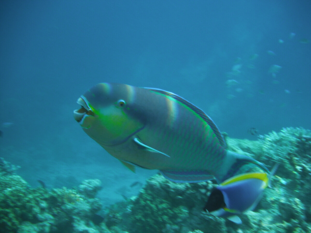 Рыбка попугай на Мальдивах