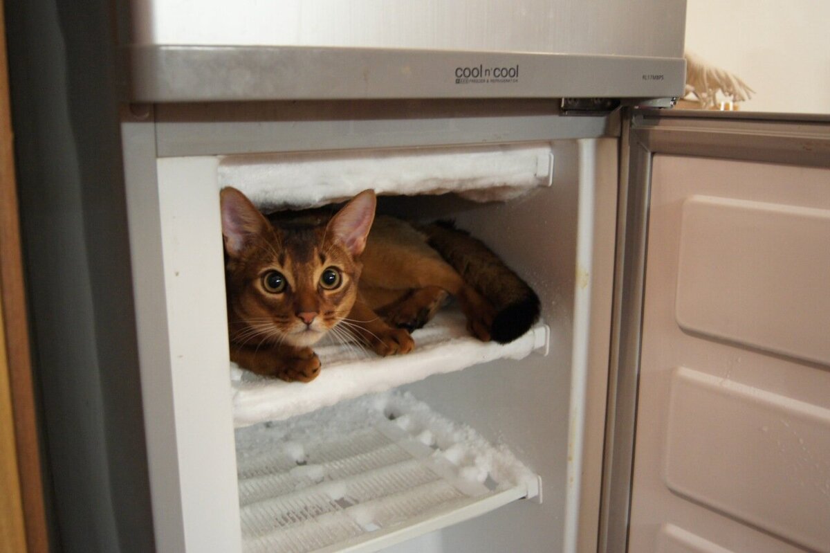 Фото чисто для иллюстрации, изображения того самого кота хозяин не предоставил. Источник фото: https://kuznia.livejournal.com/1031275.html