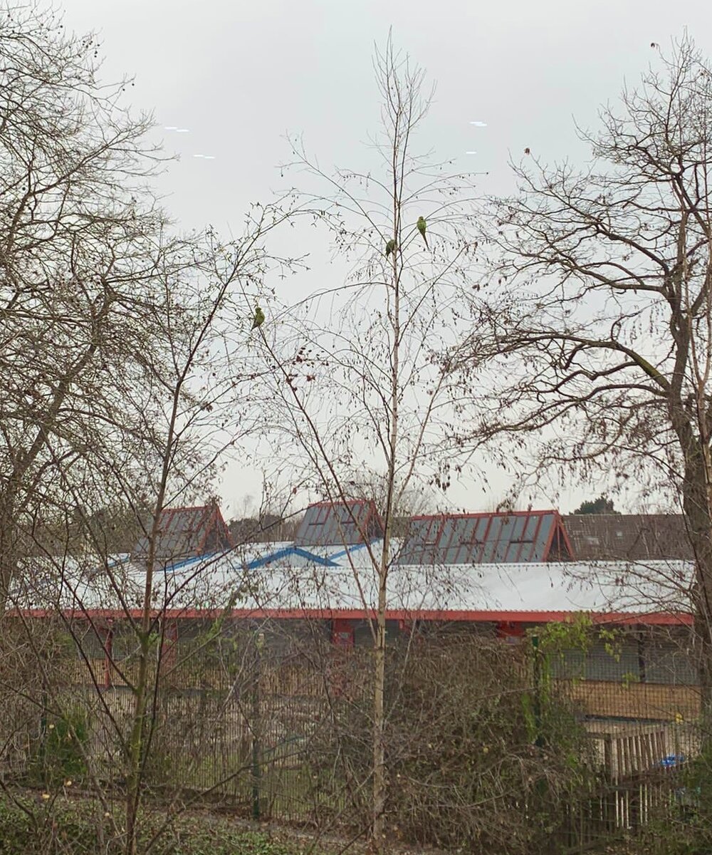 Зелёные попугаи в Лондоне, снято 23 января 2022 г.