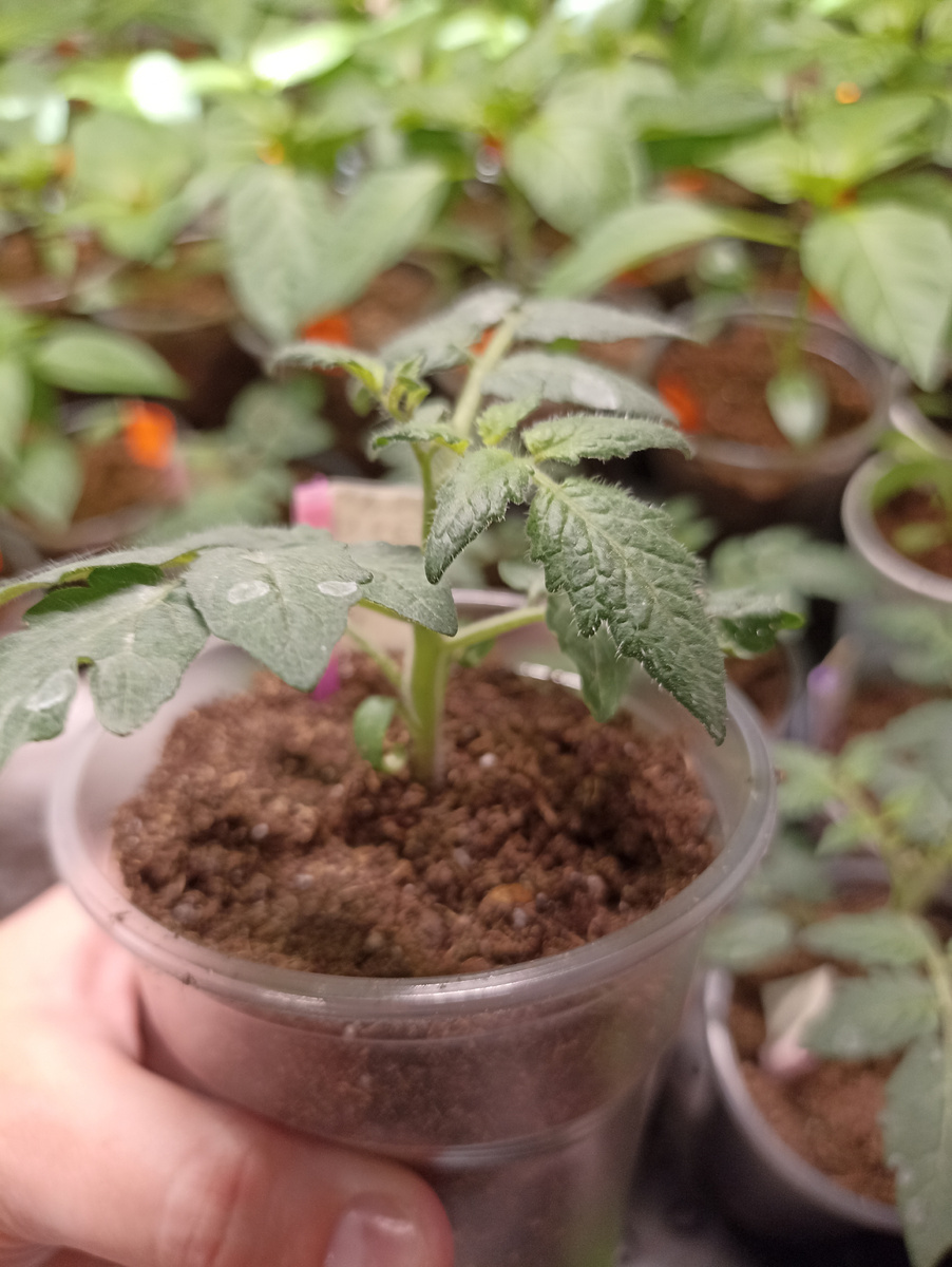 Балконное чудо. Посев 28.02. Пересадка в объём 400мл 22.03