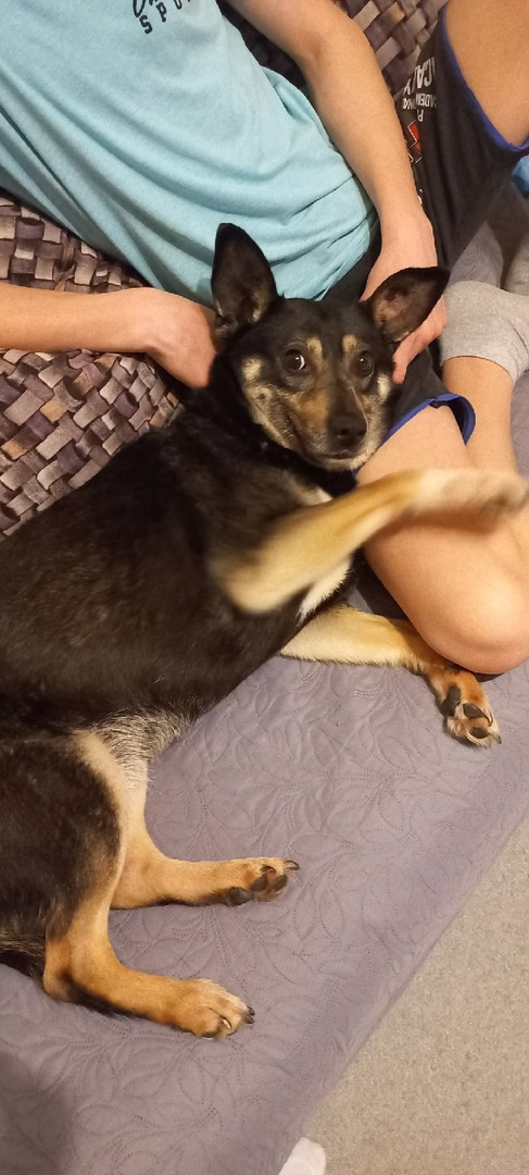 Самая любимая домашняя собака!