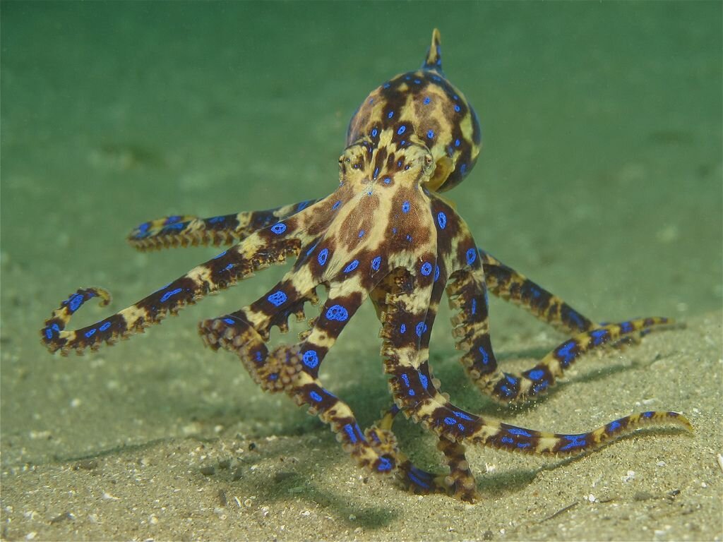 Blue ringed octopus. Синекольчатый осьминог. Синекольчатый осьминог Австралия. Сине кольчетый осм5ног. Семиколъчетый осменок.