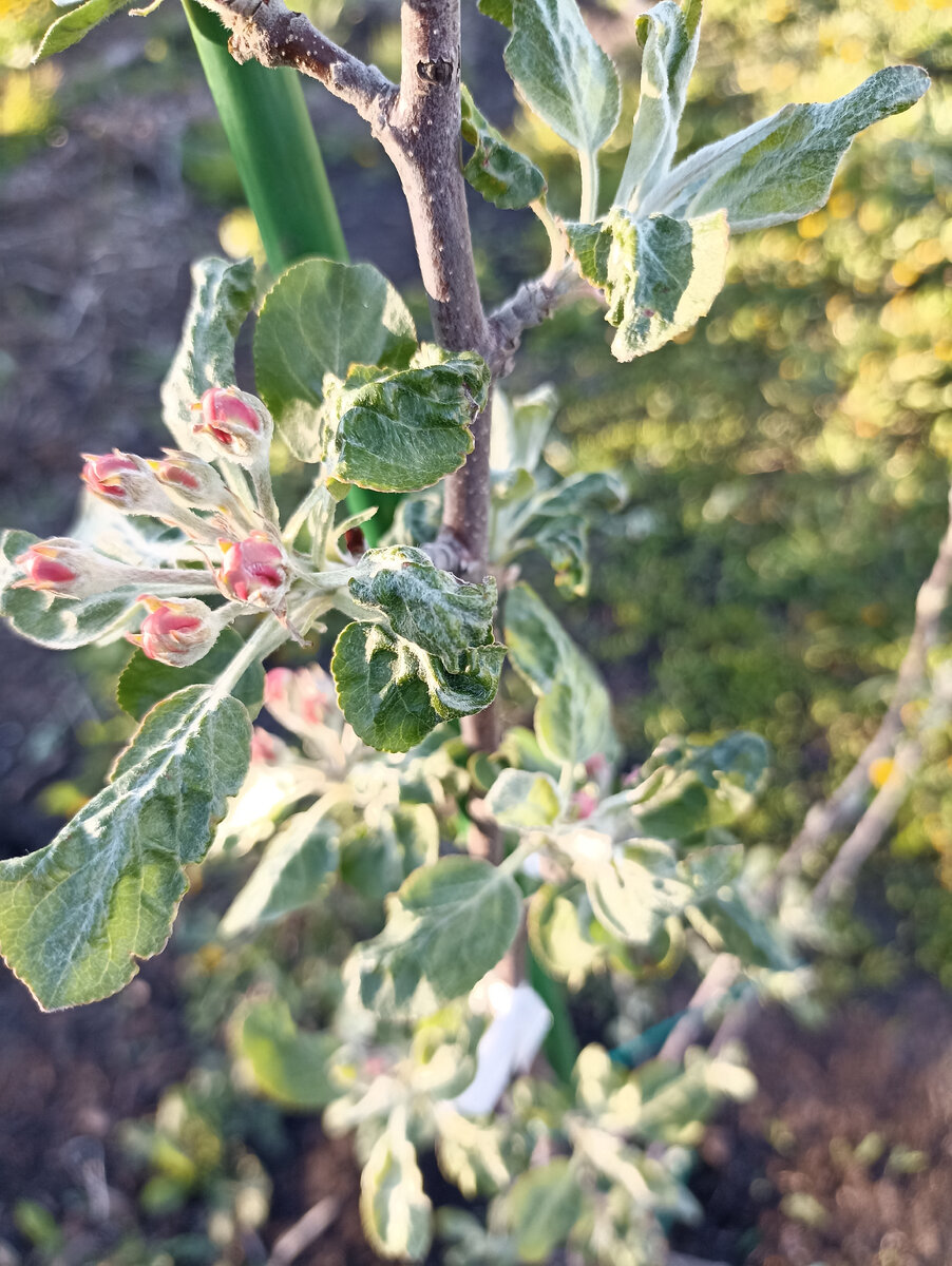 Листья, повреждены вредителями. 