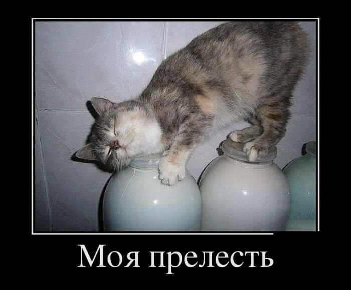 Одна из причин, почему коты так неравнодушны к банкам