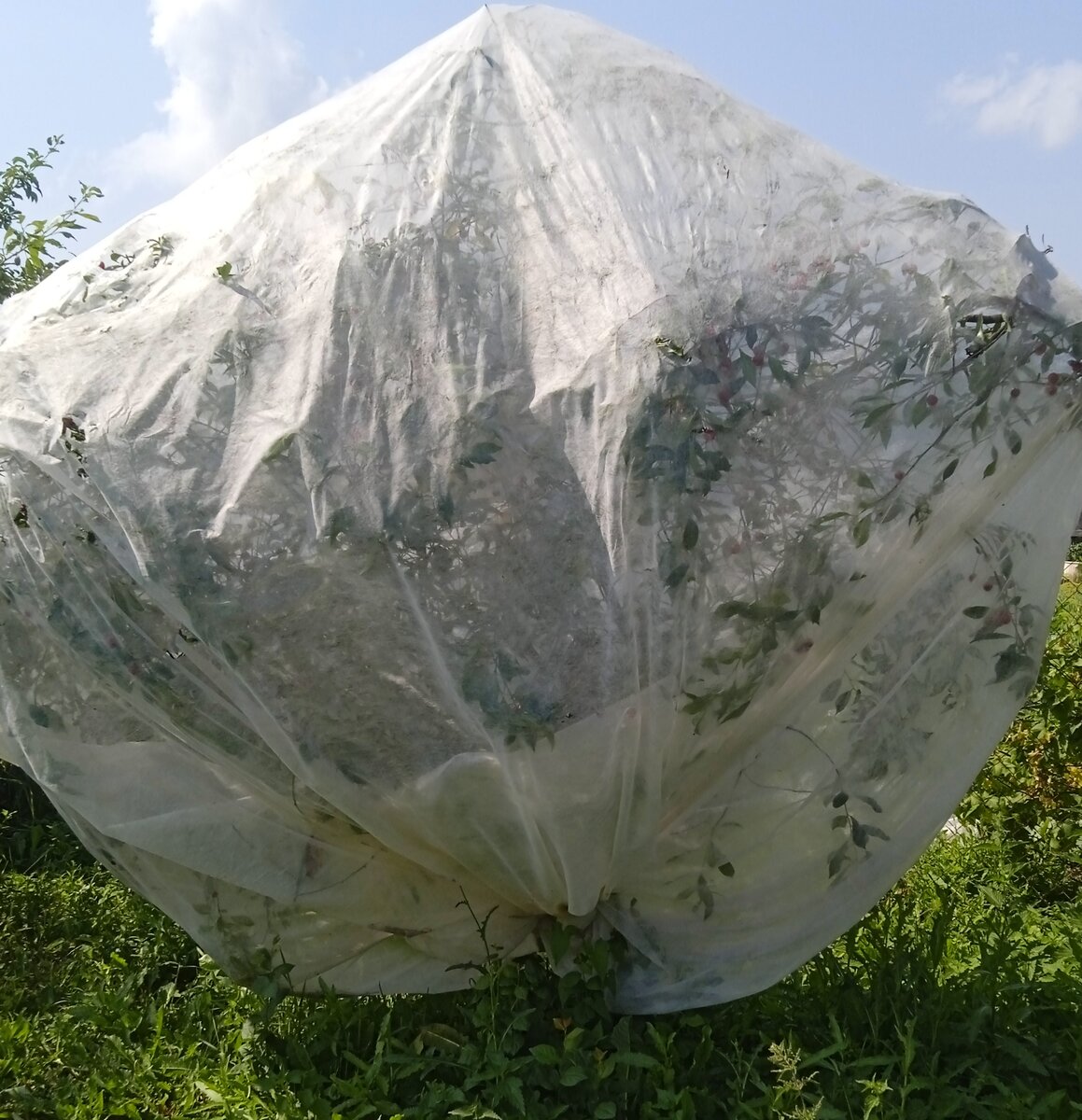 Так мы укрывали нашу вишенку от птиц.