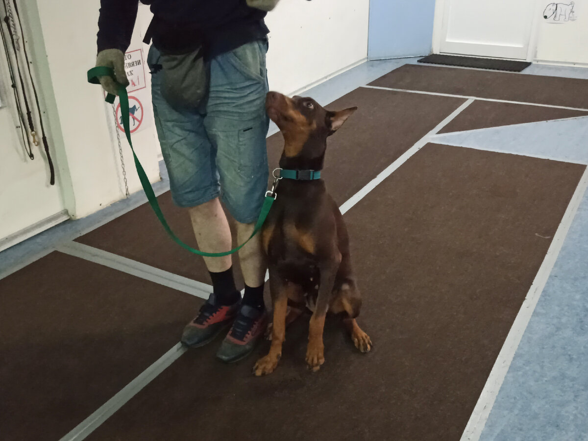 Сергей и доберман Терри на занятиях в Дог-центре Тольятти
