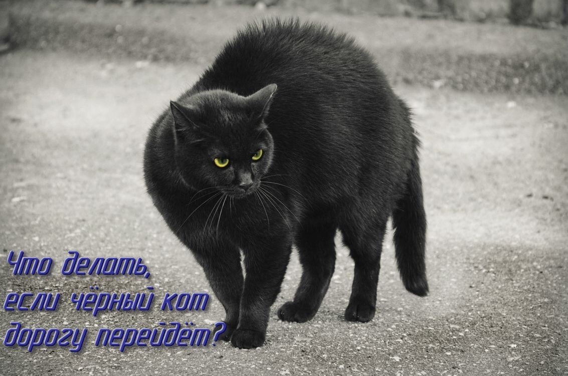 Если черный перейдет песня. Черный кот на дороге. Черный кот переходит дорогу. Говорят не повезет если черный кот дорогу перейдет. Если чёрный кот дорогу перейдёт песня.